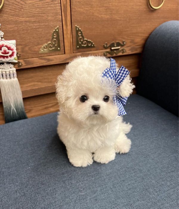 Bichon maltez mini toy