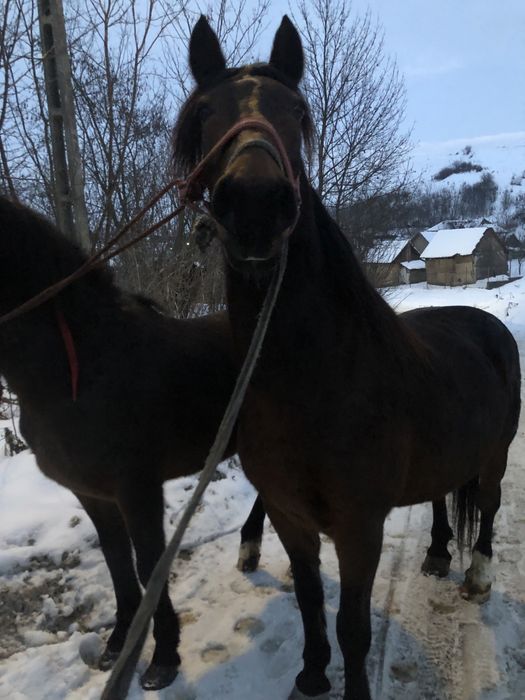 De vanzare iapa de 7 ani