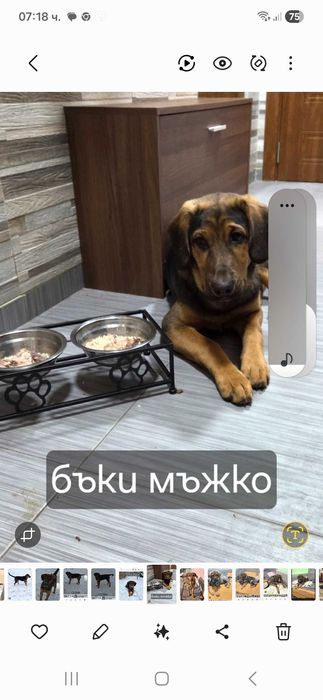 Подарявам кученца