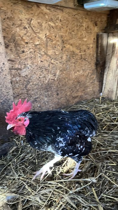 Cocos araucana pitic