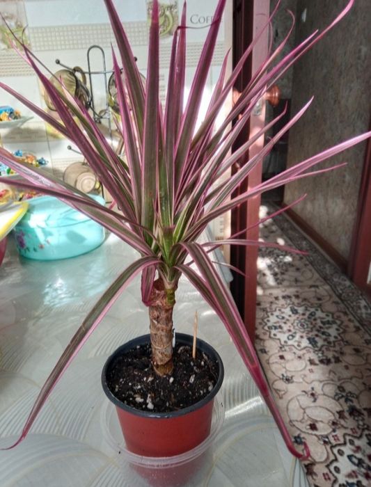 Пальму драцену продам