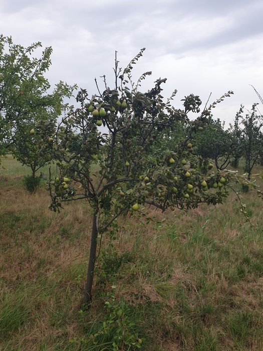 Vând livadă de pomi fructiferi