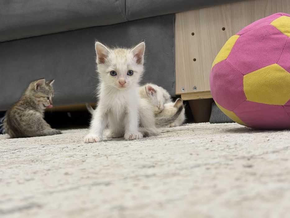 Отдам котят в добрые руки