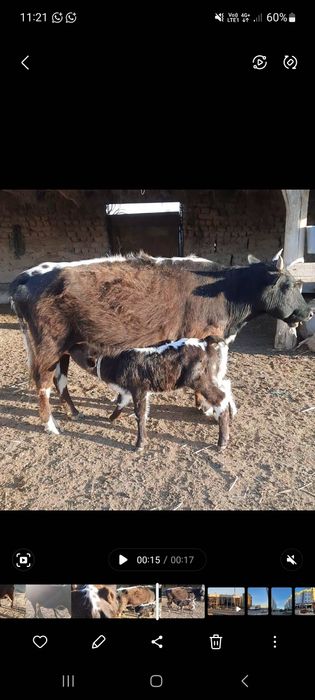 Сауын сиыр сатылады