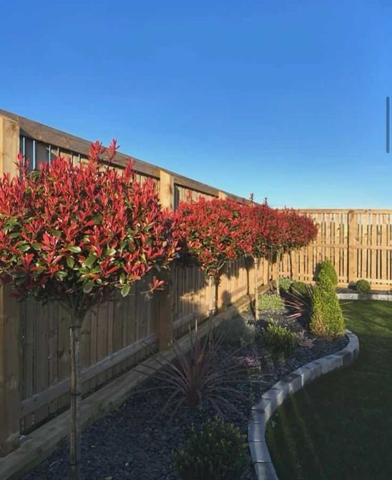 Photinia Red Robin Extra – Calitate de Pepinieră