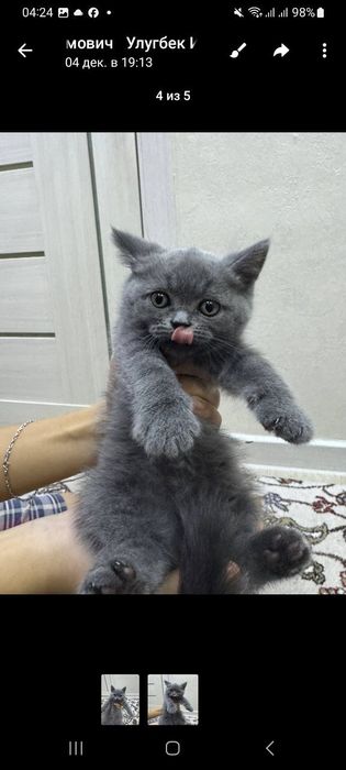 Mushuk sotiladi Britanskiy