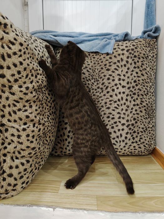 Кот британский весло ухи