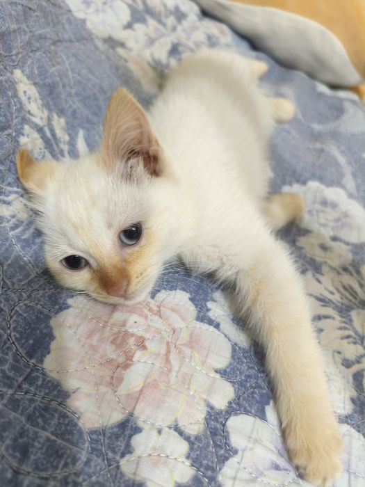 Кошка, ласковая, белая , отдам в хорошие руки