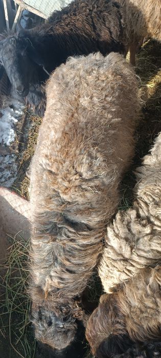 Токты кой Сатам семыз