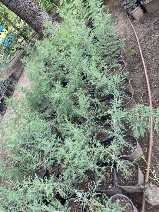 Източна туя, Аризонски кипарис, Обикновен кипарис