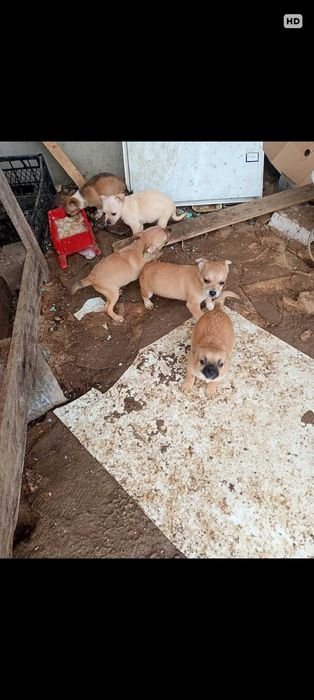 Малки кученца пинчер