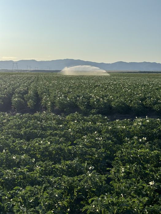 Cartofi samanta clasa B, cartofi albi 50 t,AGRIA,COLOMBA,