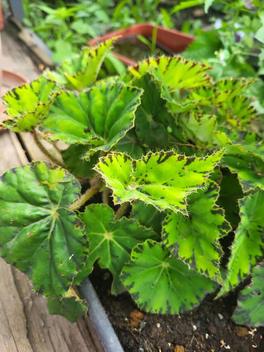 Продам цветок бегонию