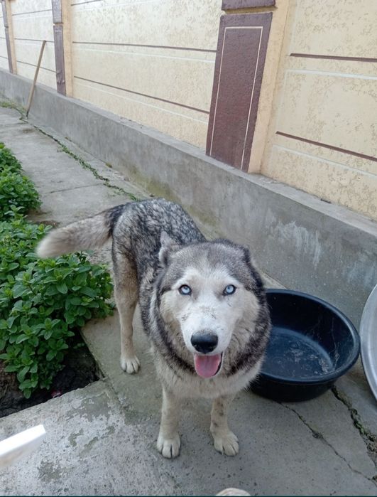 haski toza qon tekin