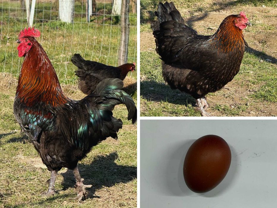 Vând ouă pentru incubat – diferite rase