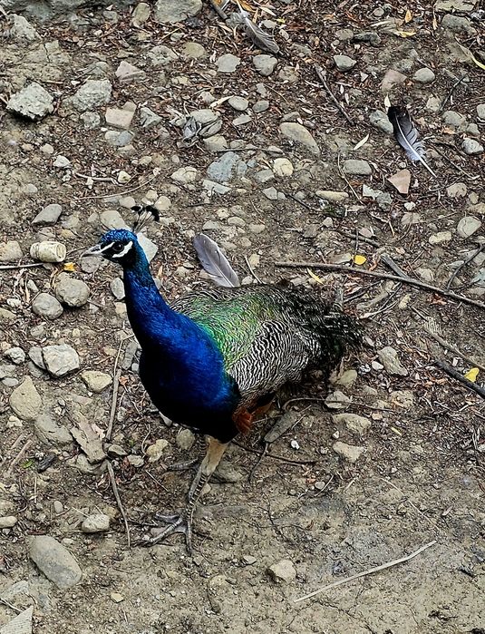 Vand o familie pauni