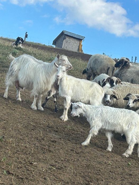 Vand capre sănătoase si ingrijite