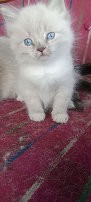 Отдам котят,два мальчика