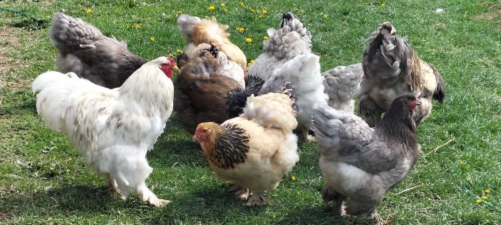 Ouă incubat găini Brahma, Vălișoara și Australorp