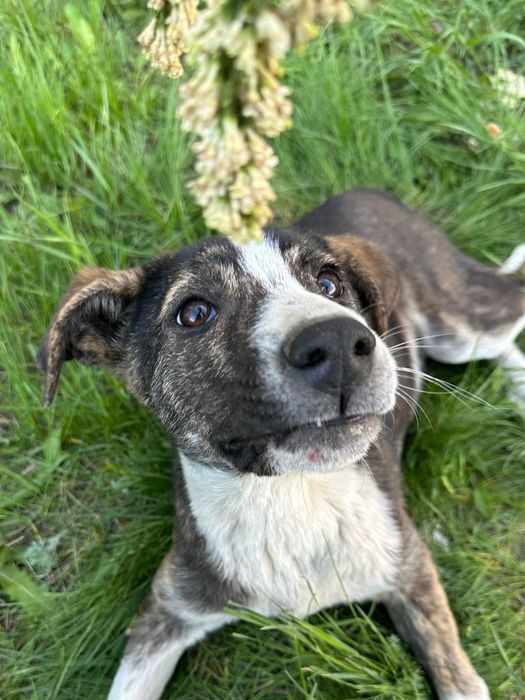 Собака в добрые руки