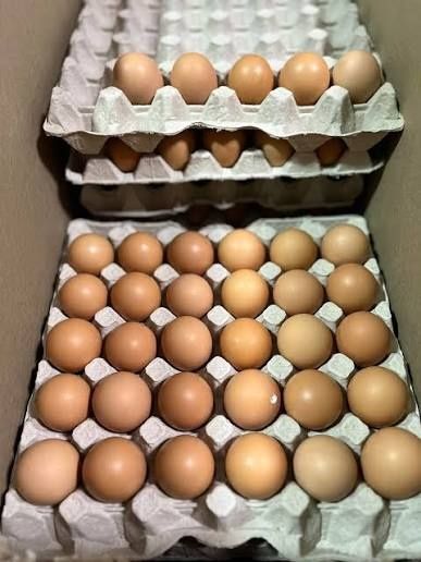 Куры Несушки Ломан