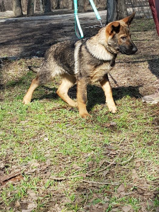 Щенок овчарки для пастбища