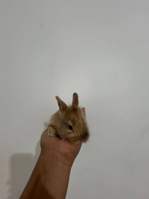 Продам дикоративного кролика