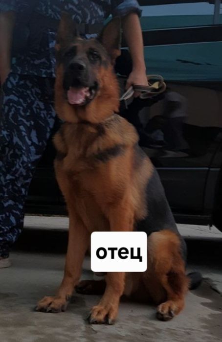 Продаётся щенки немецких овчарок