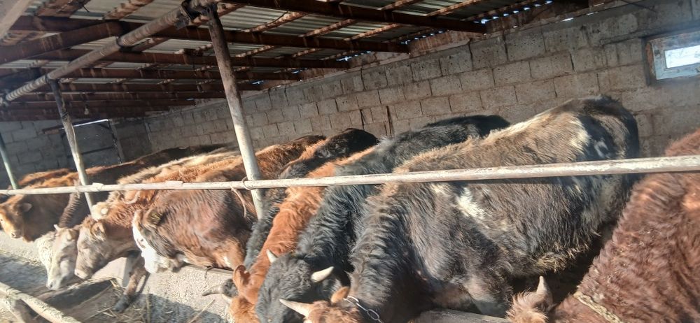 Продам 15 бычков по 650 000