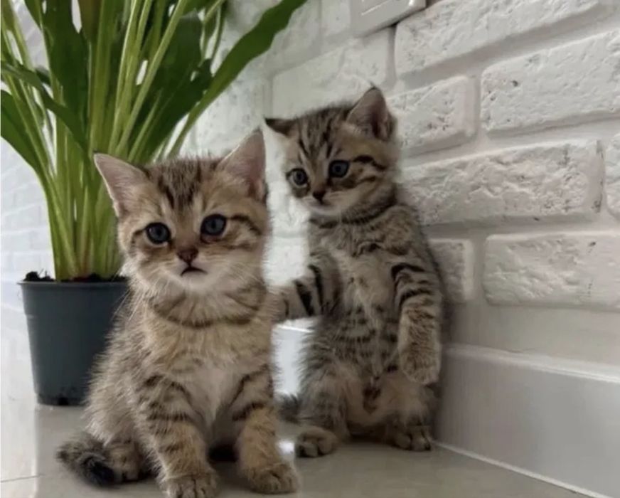 Серебро -Золото Котята