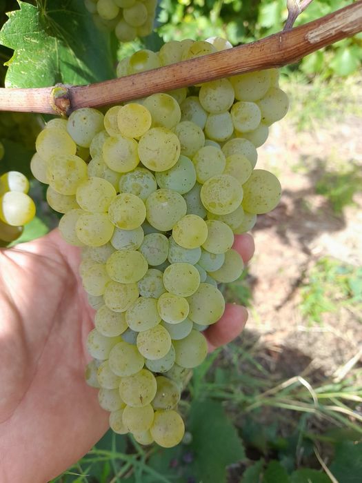 Struguri de vin diferite soiuri la comandă alb si negru