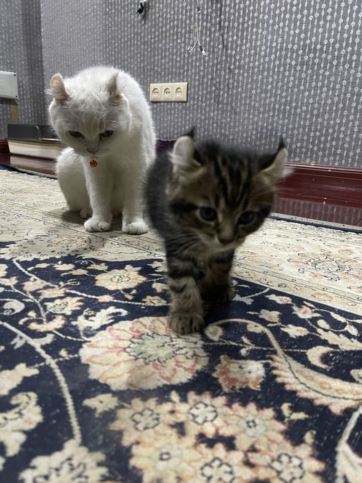 Две наикрасивейшие девчули