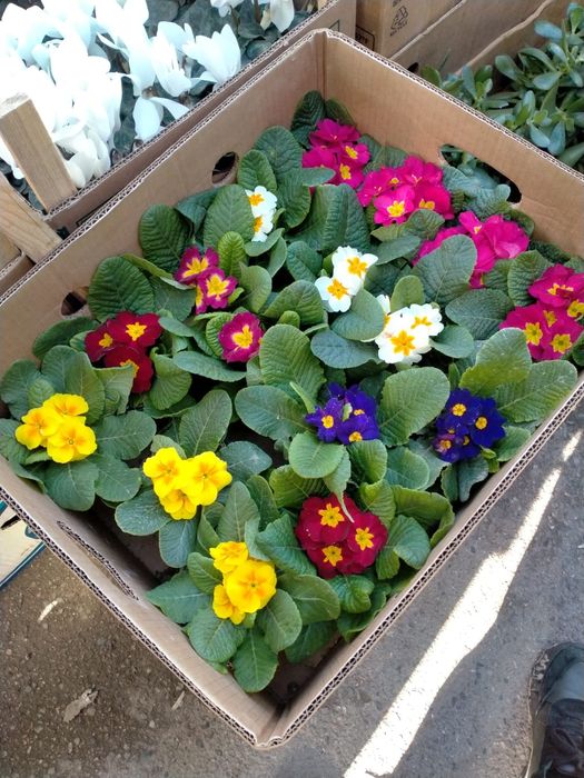 Герань и Цикломен