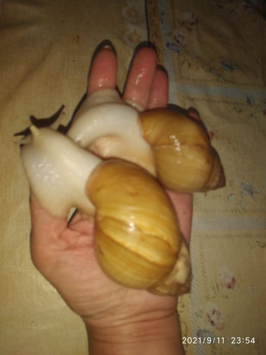 Улитки ахатина африканские