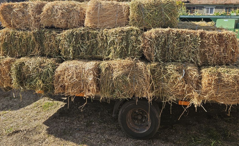 Vând baloți lucerna 2025