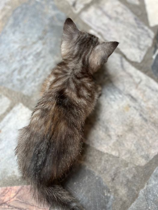 Отдам котят даром