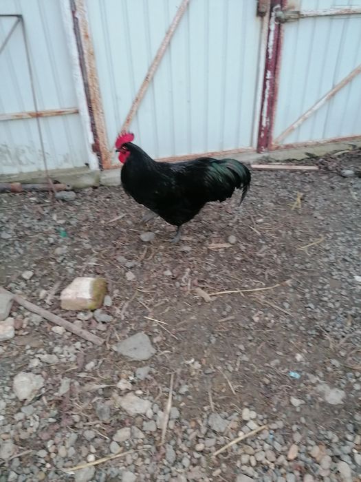 Vând cocoși australorp sau schimb cu alte rase.
