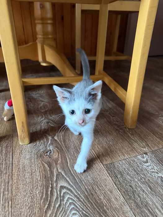Подарявам котенце