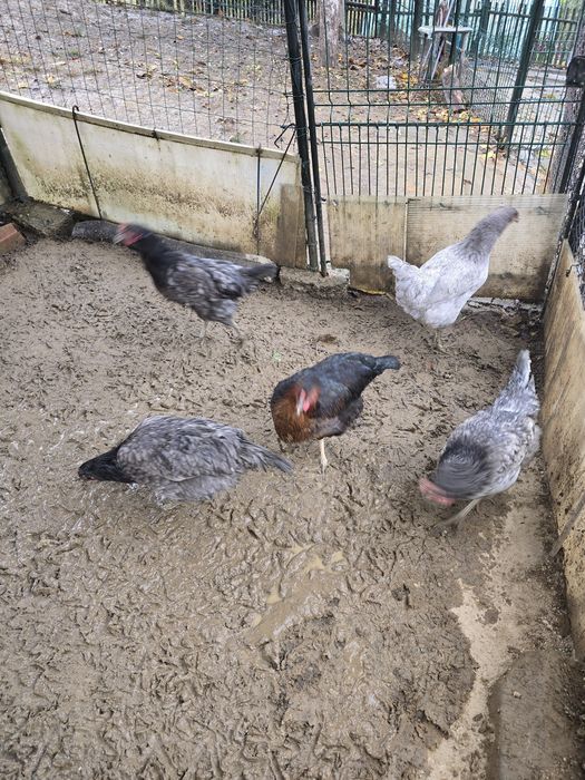 Gaina si cocos motat de vanzare