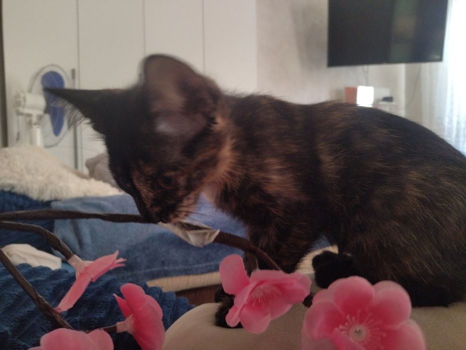 Отдам в хорошие руки котенка