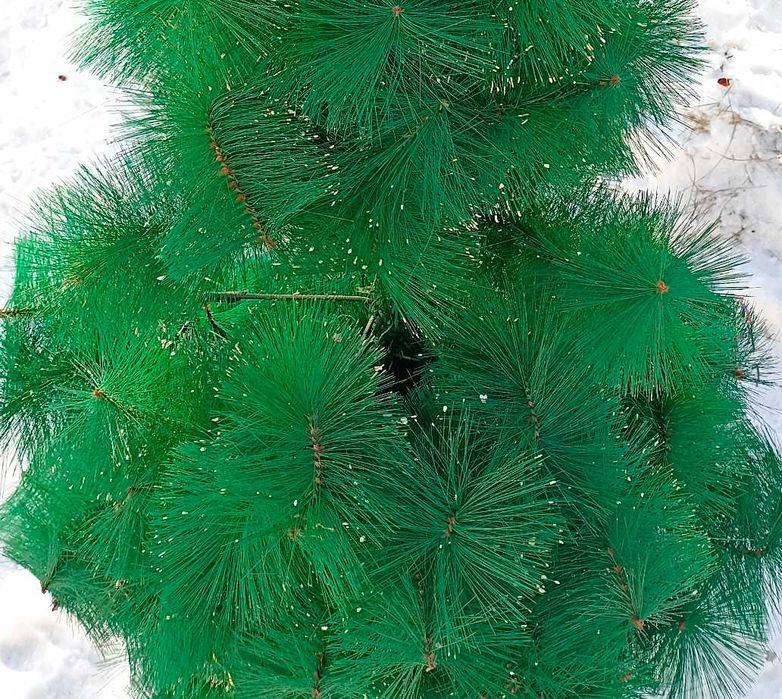 Елка 1.5м продам