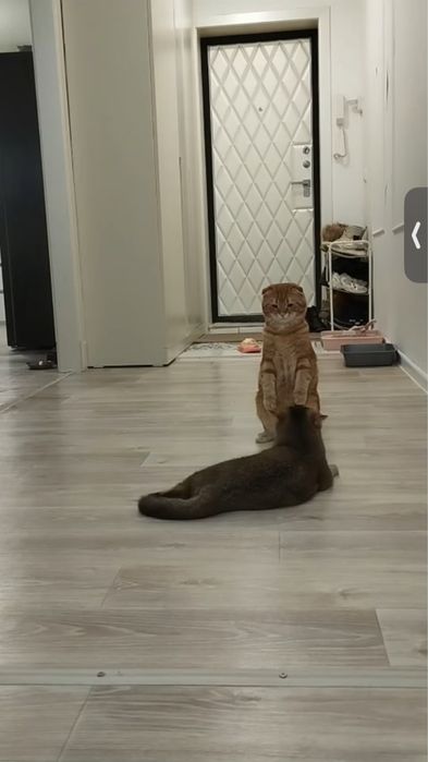 Продам красивого котенка девочка