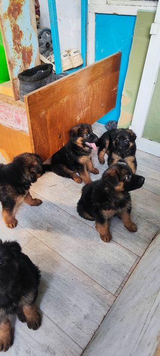 Щенки немецкой овчарки