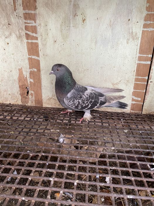 Kaftarlar sotiladi 20 ta manimcha