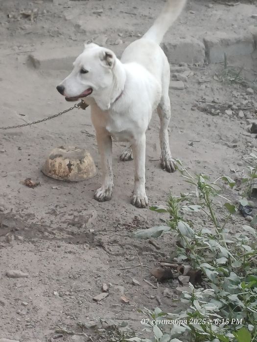 Чупони кучук ургочи