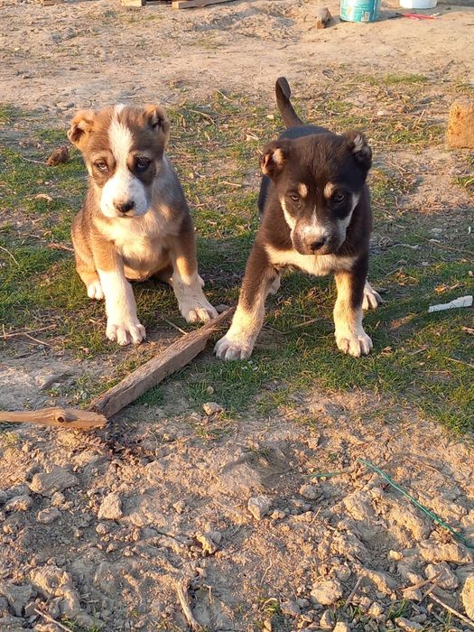 Төбет күшік 1 жарым айлық