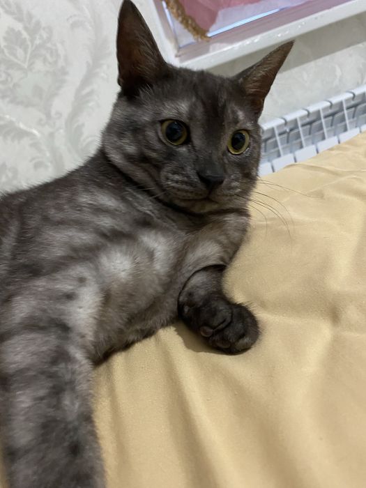Отдам в хорошие руки кота