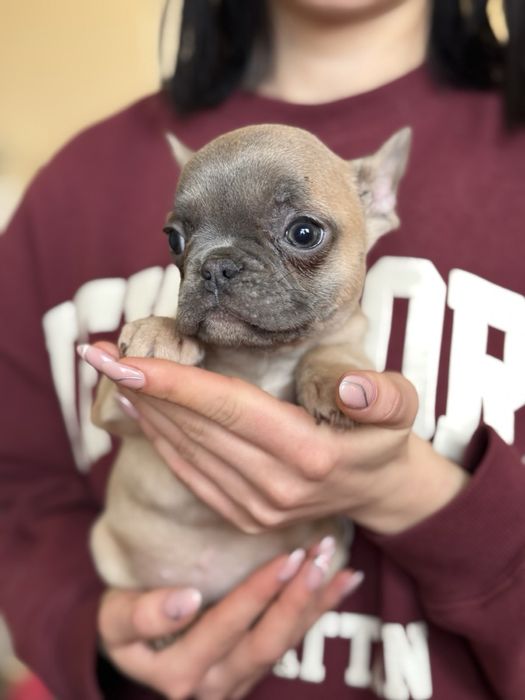 Френски булдог.