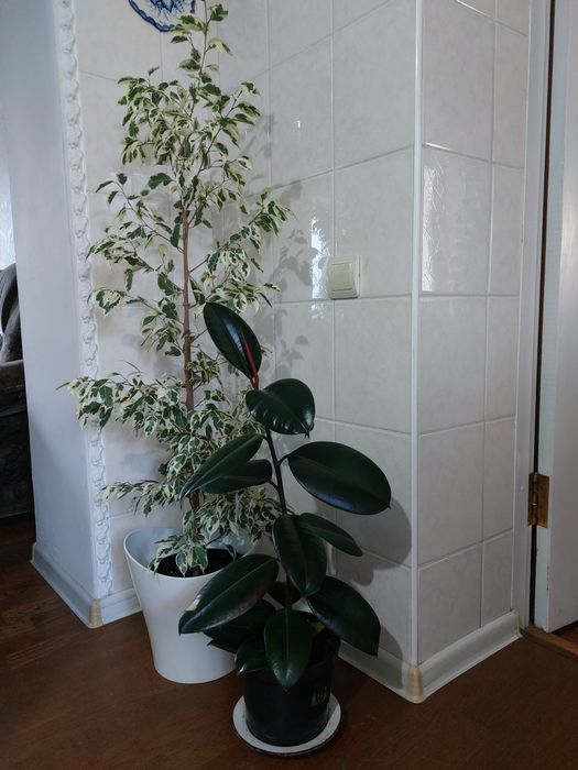 Продам фикус  бенджамина