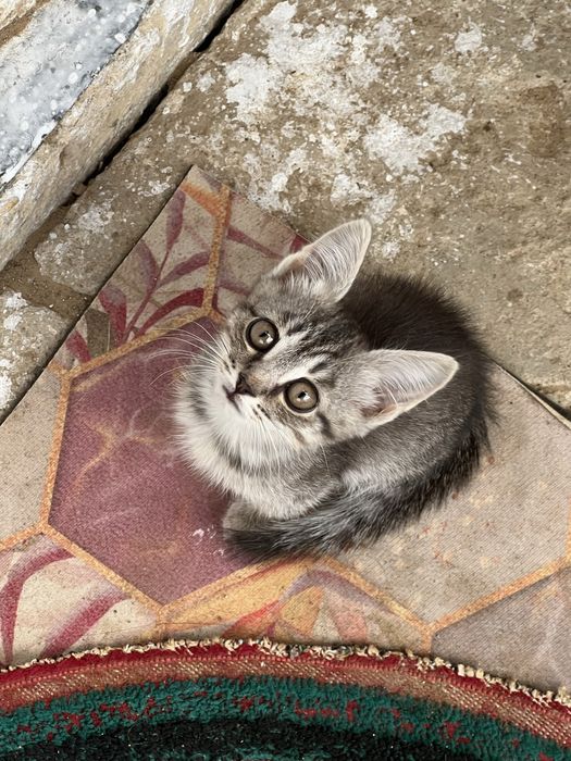 Кошки метис шотландские